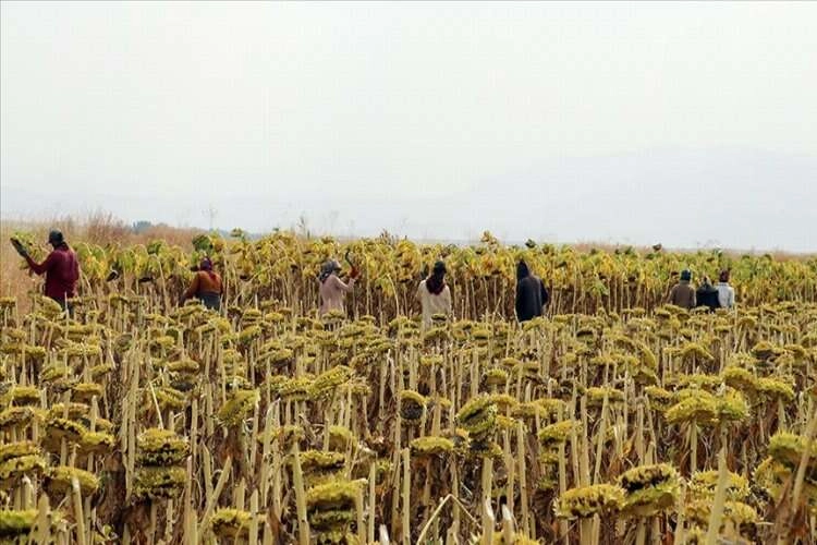 Tarım işçisinin günlük ücreti 2022'de artış kaydetti haberinin görseli