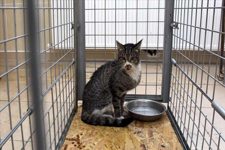 Depremde enkazdan çıkarılan kedi, İzmir'deki sahibini bekliyor haberinin görseli