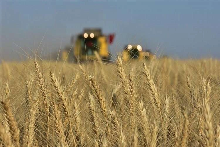 TMO, afetzede üreticiden kota olmadan alım yapıyor haberinin görseli