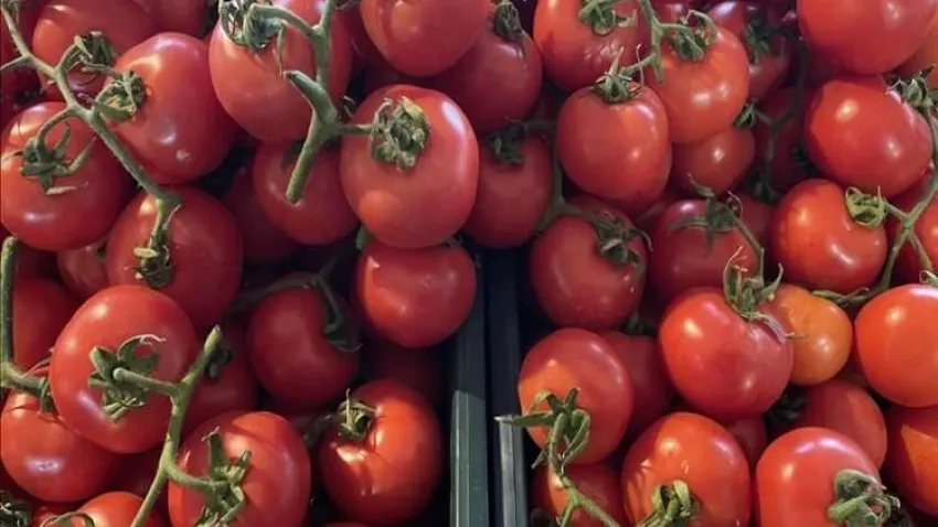 14 Nisan'a kadar domates ihracatına kısıtlama