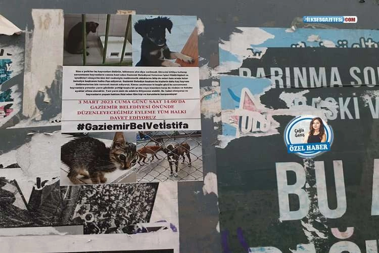 İddia: “Hayvanlar bakılmıyor, öldürülenler var! haberinin görseli