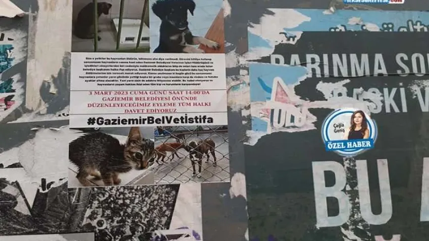 İddia: “Hayvanlar bakılmıyor, öldürülenler var!