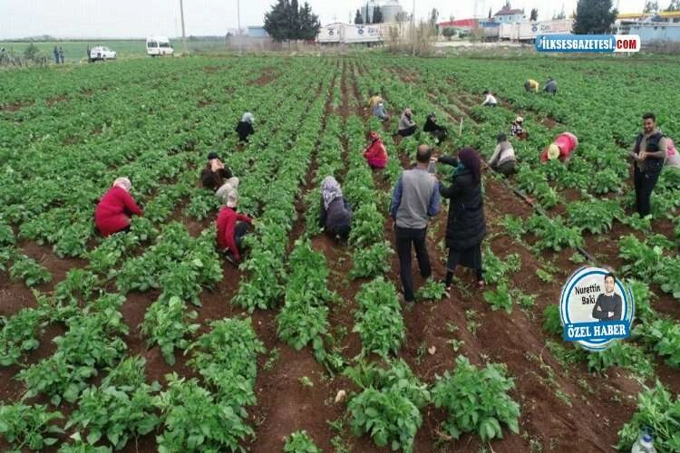 Ege’nin tarım hafızası: ETAE haberinin görseli