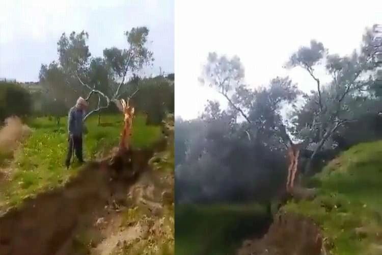 Deprem zeytin ağacını ikiye böldü haberinin görseli