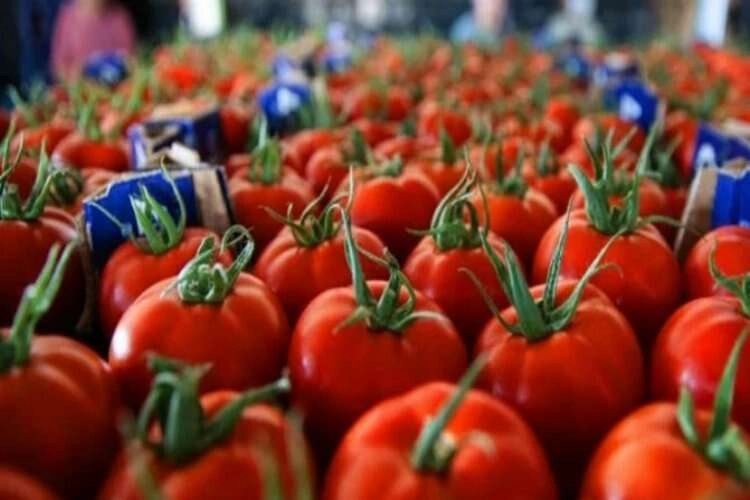 Çiftçilerden domateste ihracat kararına tepki haberinin görseli