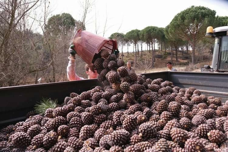 Kilosu çeyrek altınla yarışan çam fıstığında hasat zamanı haberinin görseli
