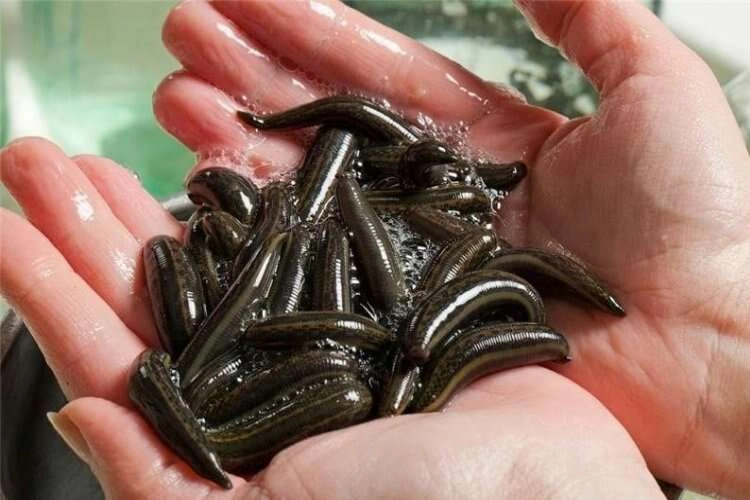 Tıbbi sülüğün büyük bir kısmını Samsun karşılıyor haberinin görseli