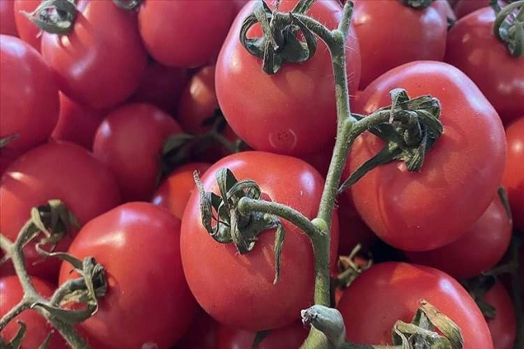 Domates ihracatında kısıtlama sona erdi haberinin görseli