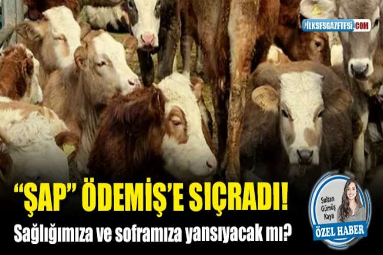 Hayvanlarda şap hastalığı alarmı  haberinin görseli