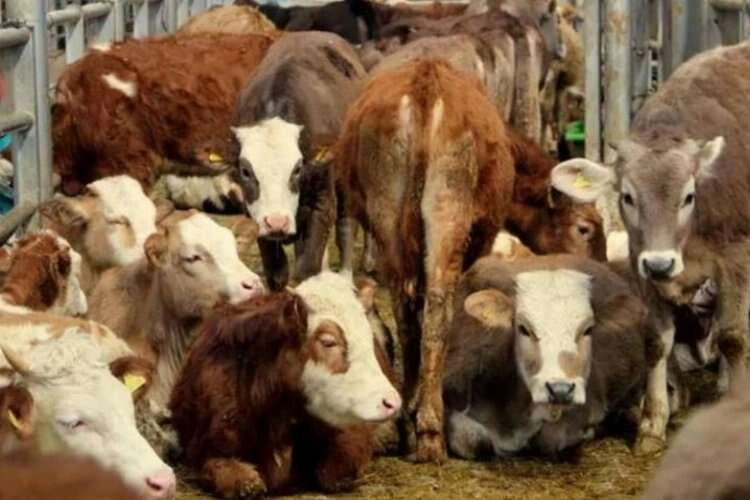 Denizli'de şap paniği! Hayvan pazarları kapatıldı haberinin görseli