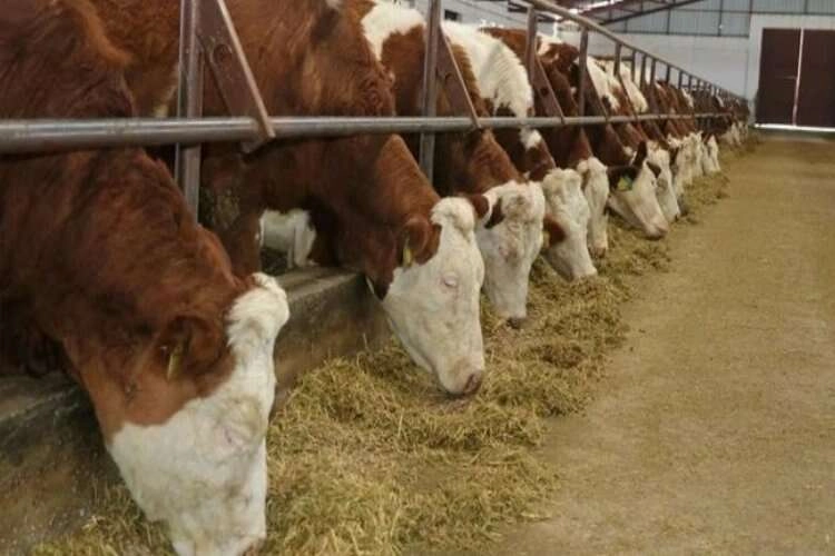 Şap hastalığı nasıl bulaşır? Şap hastalığı nedir, nasıl yayılır ve belirtileri neler? haberinin görseli