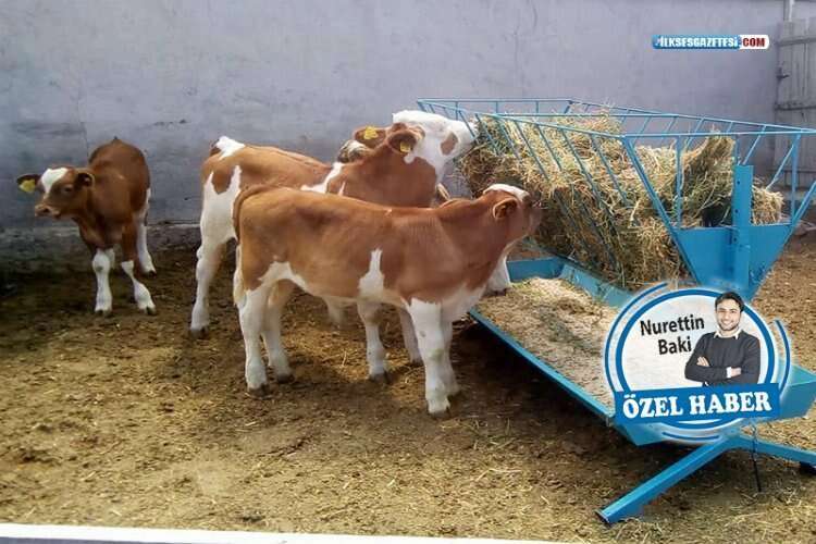 Yem kaynakları yetersiz: Hayvanlar kesime gidiyor haberinin görseli