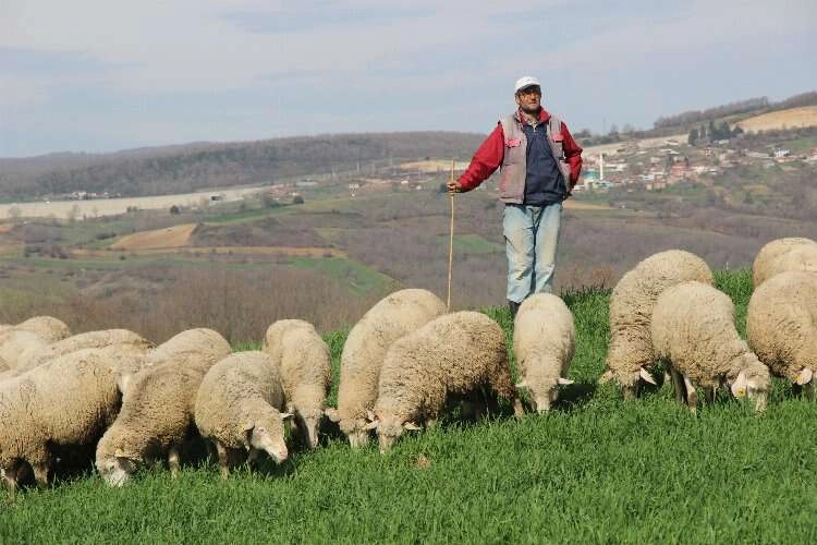 Şehir hayatından sıkıldı, çobanlık yapmaya başladı haberinin görseli
