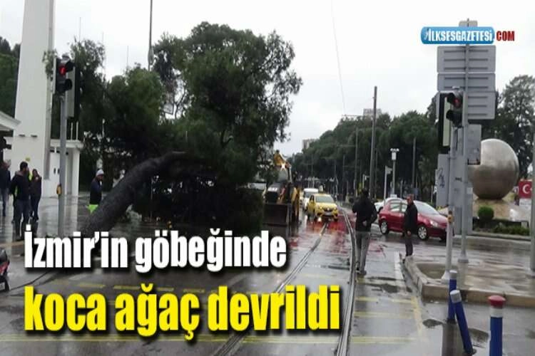 İzmir'in göbeğindeki koca ağaç devrildi haberinin görseli