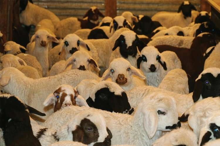 Türkiye'de şap alarmı: Uzmanlar uyardı! haberinin görseli