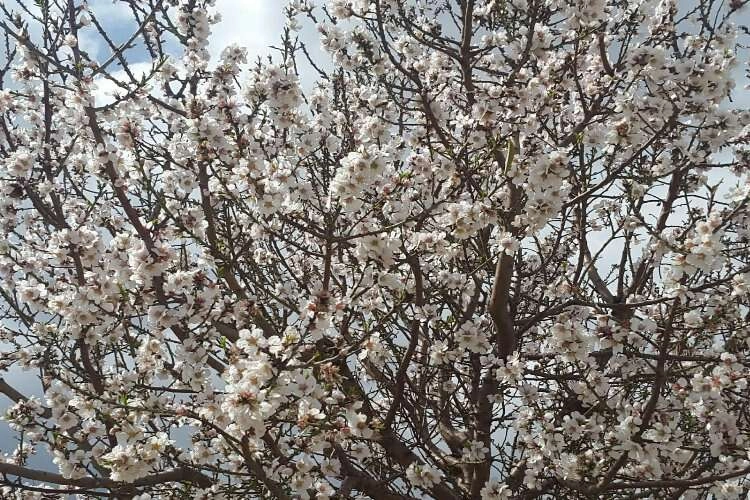 Ege'ye bahar geldi, her yer çiçek açtı haberinin görseli