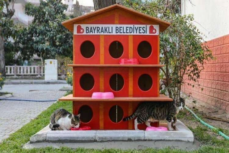 Bayraklı’da kedi evlerinin sayısı arttı haberinin görseli