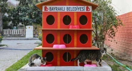 Bayraklı’da kedi evlerinin sayısı arttı