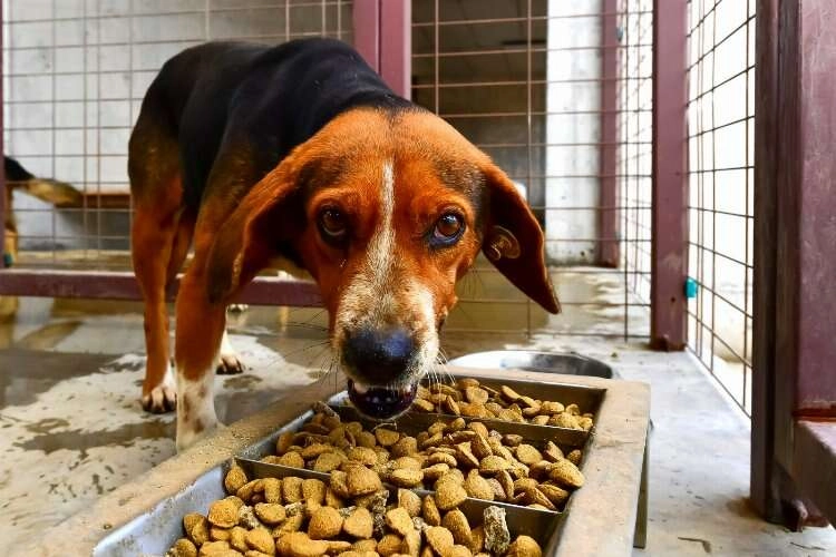 İzmir can dostlar için mama üretimine başladı haberinin görseli