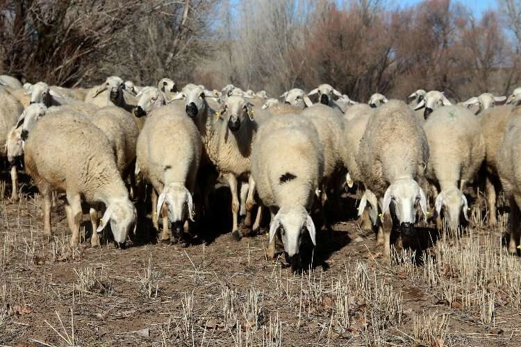 Denizli'de şap korkusu meralara da sıçradı  haberinin görseli
