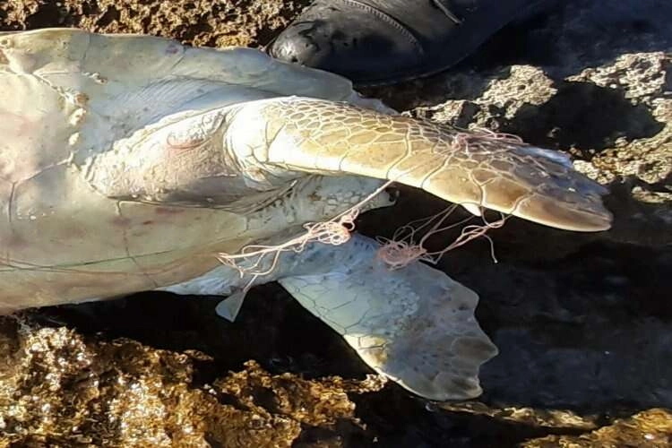 Aydın'da ölü caretta carettalar oltaya takıldı haberinin görseli