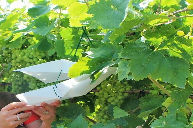 Denizli salkım güvesiyle mücadele etmeye devam ediyor haberinin görseli