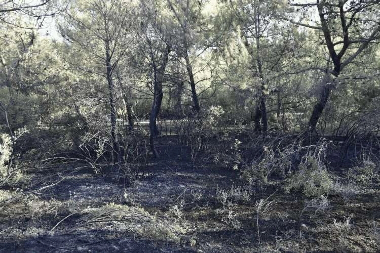 Manisa'da orman yangını çıkaran şahıslar yakalandı haberinin görseli