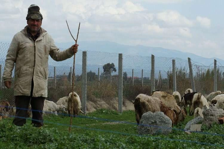 Aydın'da çobanların yüzü bahar yağmurlarıyla güldü haberinin görseli