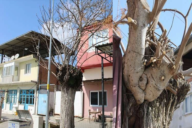 Aydın'da tesbih ağacından incir ağacı yeşeriyor haberinin görseli