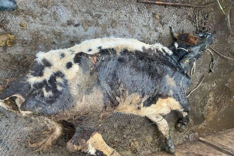 Şap hastası hayvanı kesip yedirecekti! haberinin görseli