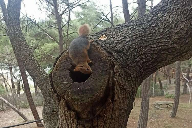 Odunların arasında bulunan yavru sincaplar doğaya bırakıldı