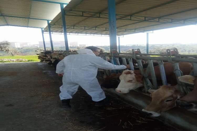 Aydın'da şap hastalığı önlemi: Köy köy aşılama yapılıyor haberinin görseli