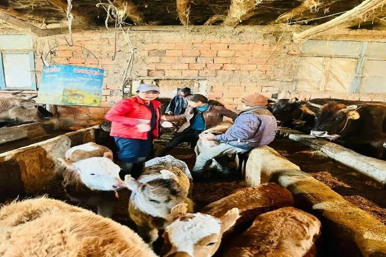 Afyonkarahisar'da şap hastalığı denetimleri devam ediyor haberinin görseli