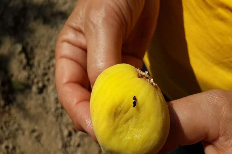 Aydın'da ekşilik böcekleriyle mücadele devam ediyor haberinin görseli