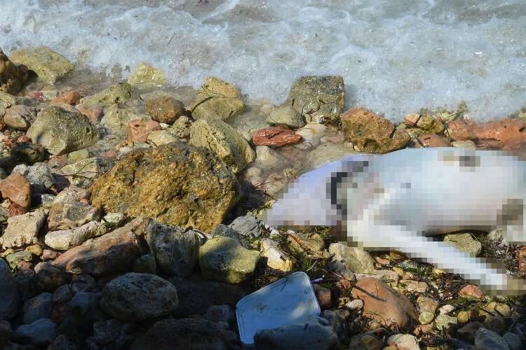 Aydın sahilinde bir erkek cesedi daha haberinin görseli