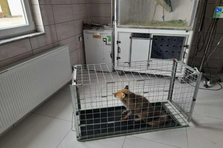 Bacağı kırık tilki tedavi edildi haberinin görseli