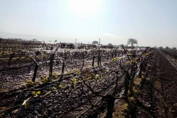 Manisa'yı don olayı vurdu... Çiftçi zor durumda