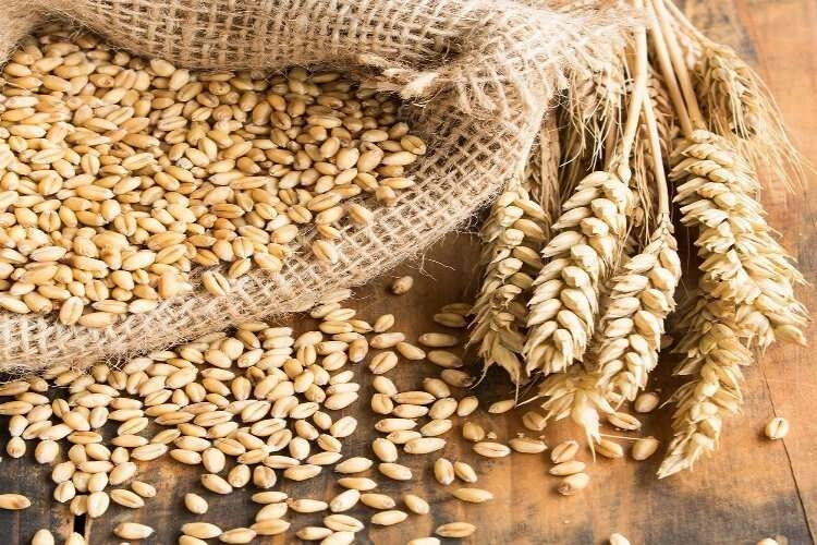 Kütahya Ticaret Borsası'nda buğdayın durumu haberinin görseli