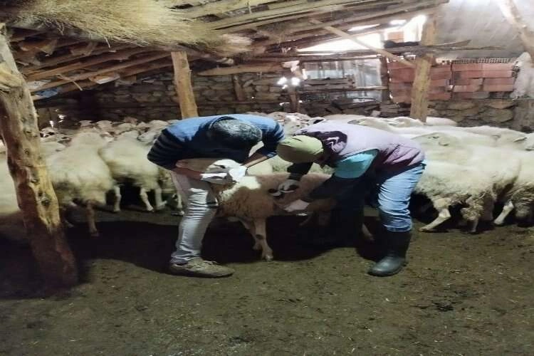 Aşılama çalışmalarıyla hayvanları koruyorlar haberinin görseli