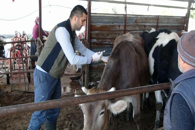 Muğla'da ekipler aşılamaya devam ediyor haberinin görseli