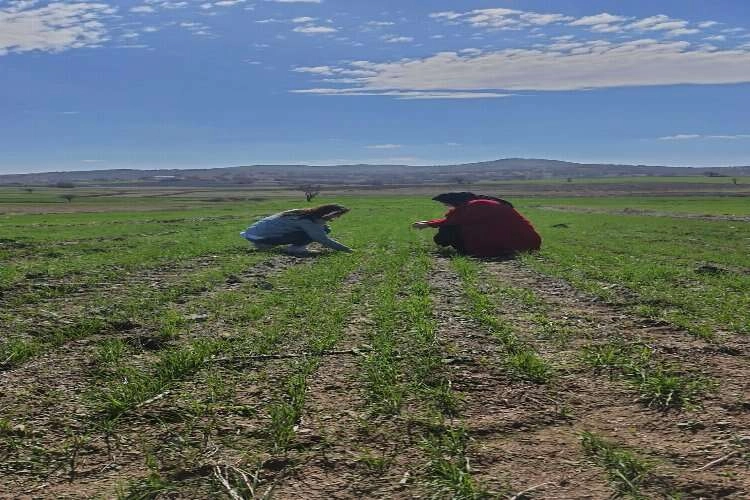 Arpa ve buğdayın verimliliği incelendi haberinin görseli