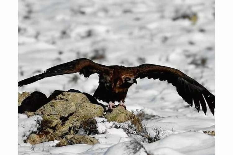 Kara Akbaba’nın fotoğrafları beğeni topladı haberinin görseli