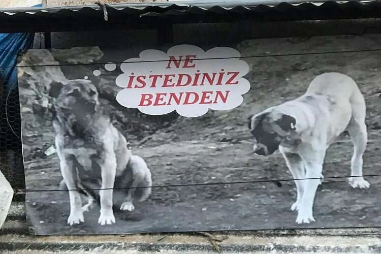 Köpeği zehirlenen adam afişle tepki gösterdi haberinin görseli