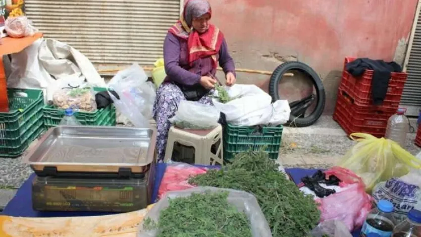 Dağ kekikleri tezgahlarda yerini aldı haberinin görseli