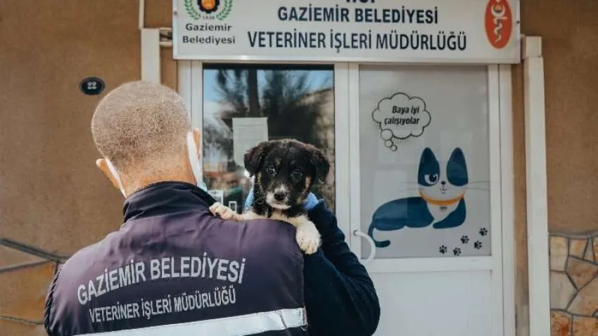 Gaziemir’de 21 bin 940 hayvana veteriner sağlık hizmeti