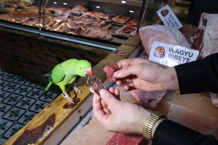 Bu papağan sadece 'lüks et' yiyor haberinin görseli