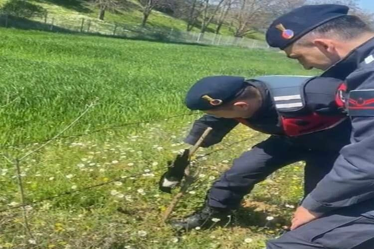 Tele takılan saksağana ilk müdahale jandarmadan haberinin görseli