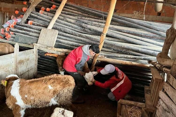 Afyonkarahisar'da büyükbaş hayvan denetimi haberinin görseli