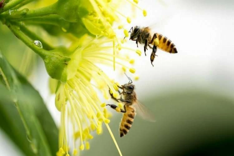 Boş arı kovanlarına kenevir ekti haberinin görseli