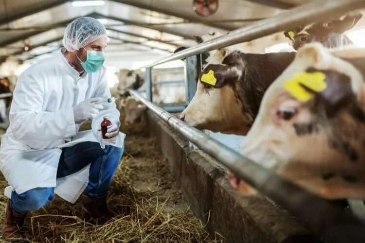 “Şap hastalığı hayvandan insana geçen bir hastalıktır” haberinin görseli